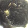Hylaeus sp.